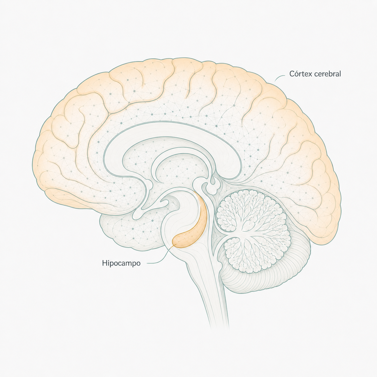 Hipocampo e Cortex cerebral, duas areas afetadas pelo alzheimer