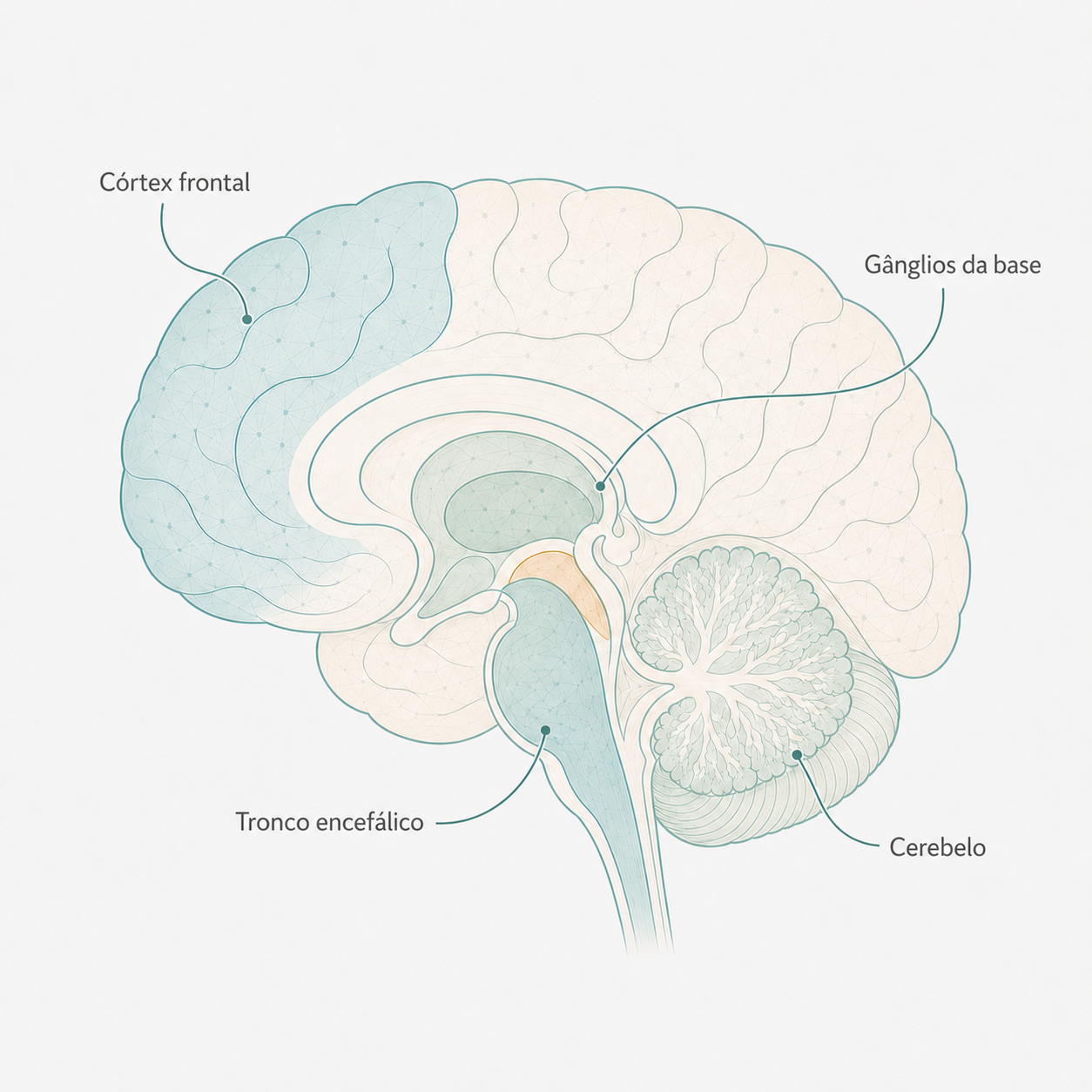 Diferentes areas afetadas pelos parkinsonismos que causam diferentes condições para os pacientes