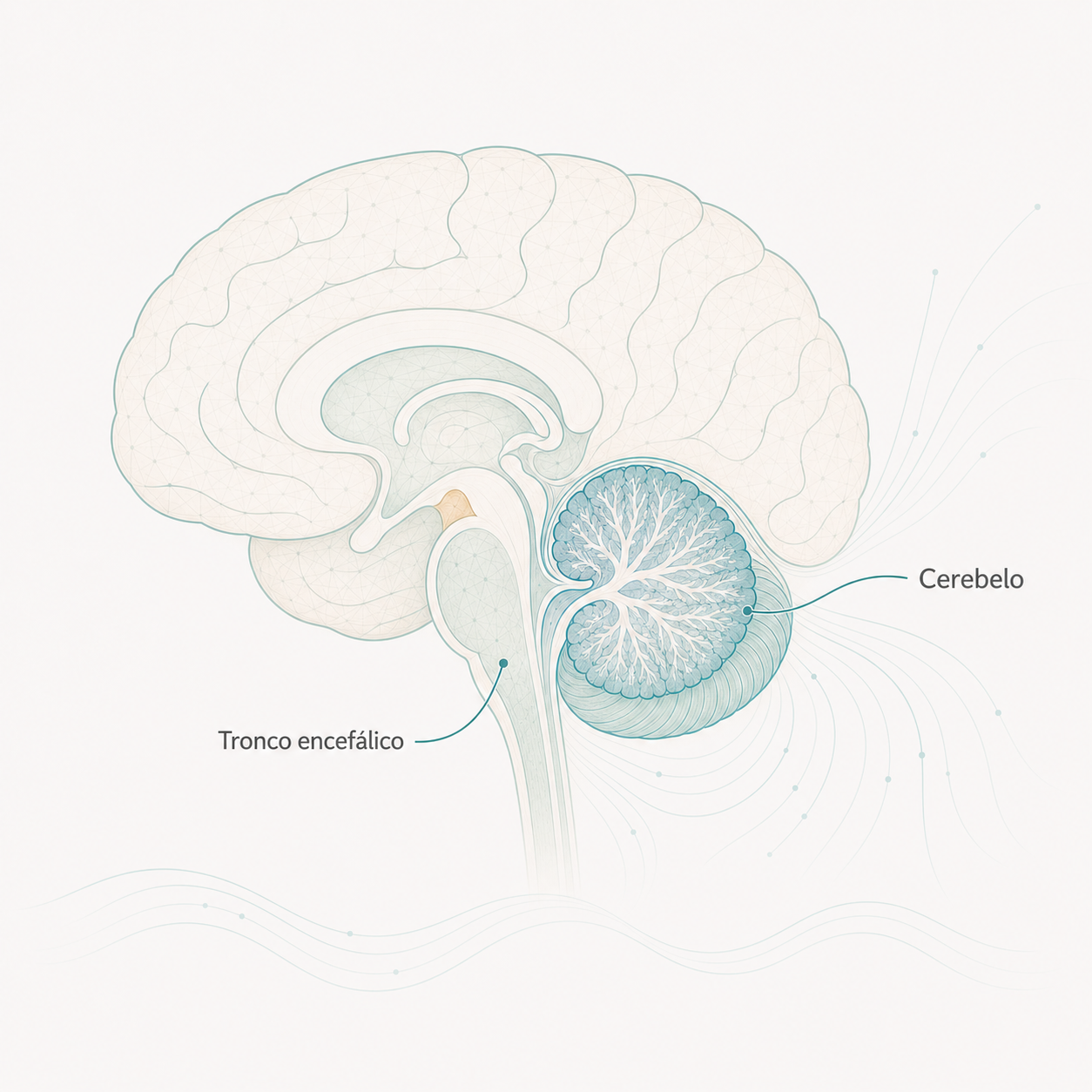 Cerebelo e tronco encefalico, duas estruturas acometidas pela Ataxia